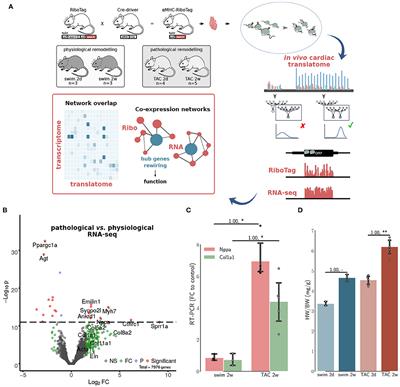 A Multi-Network Comparative Analysis of Transcriptome and Translatome Identifies Novel Hub Genes in Cardiac Remodeling